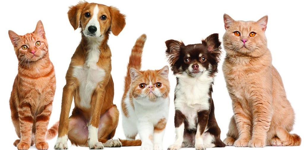 Доска объявлений о животных | ЗооТом - продажа, вязка и услуги для животных в Гремячинске