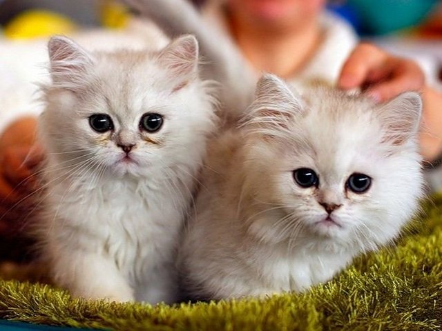 Породы кошек в Гремячинске | ЗооТом портал о животных