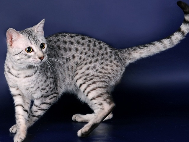 Породы кошек в Гремячинске | ЗооТом портал о животных