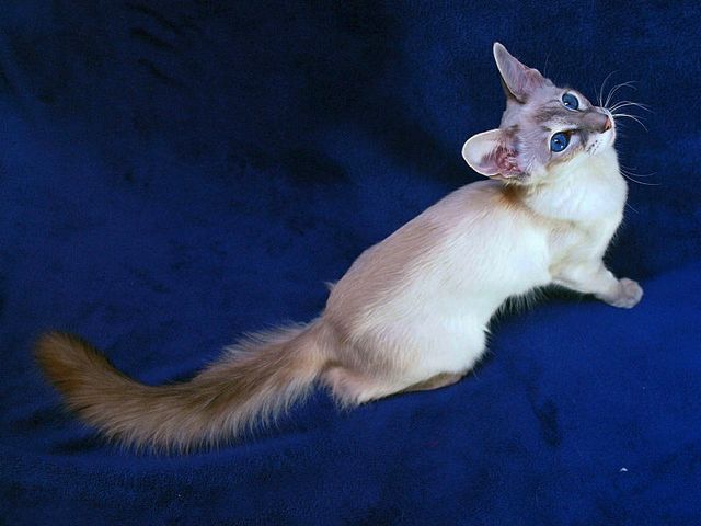 Выведенные породы кошек в Гремячинске | ЗооТом портал о животных
