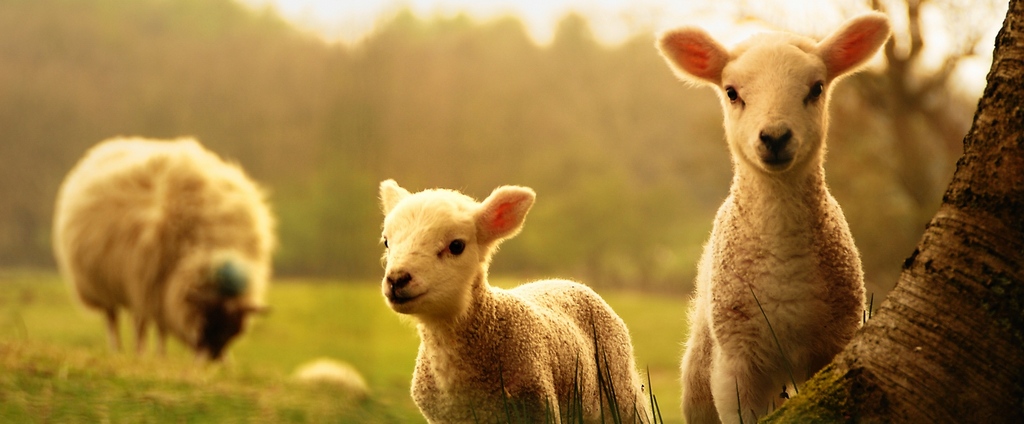 Объявления о сельскохозяйственных животных | ЗооТом - продажа, вязка и услуги для животных в Гремячинске