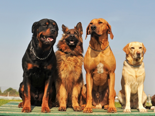 Крупные породы собак в Гремячинске | ЗооТом портал о животных